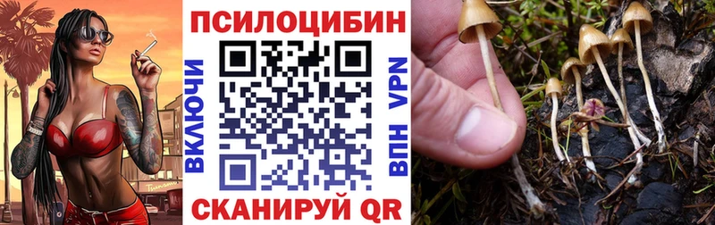 hydra   Южно-Сухокумск  Псилоцибиновые грибы Cubensis 